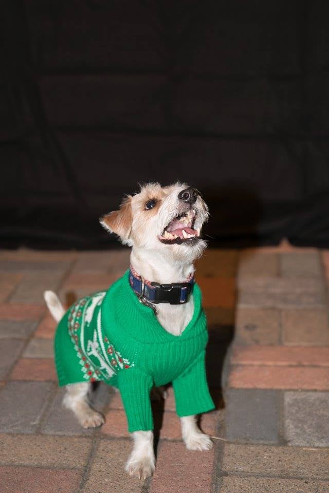 Dogs in Ugly Christmas Sweaters