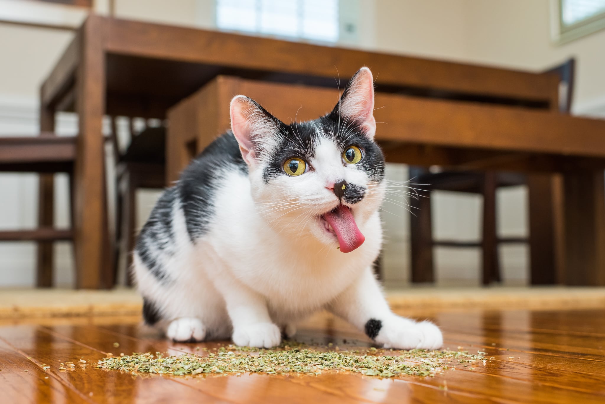 Cats On Catnip Photo Series Popsugar Family
