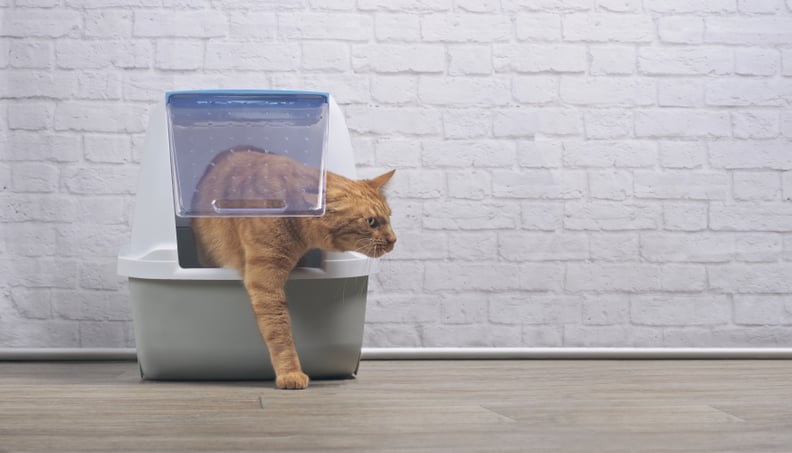 Use a Large Litter Box