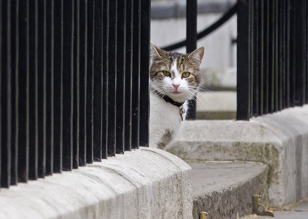 Larry the Cat at 10 Downing Street
