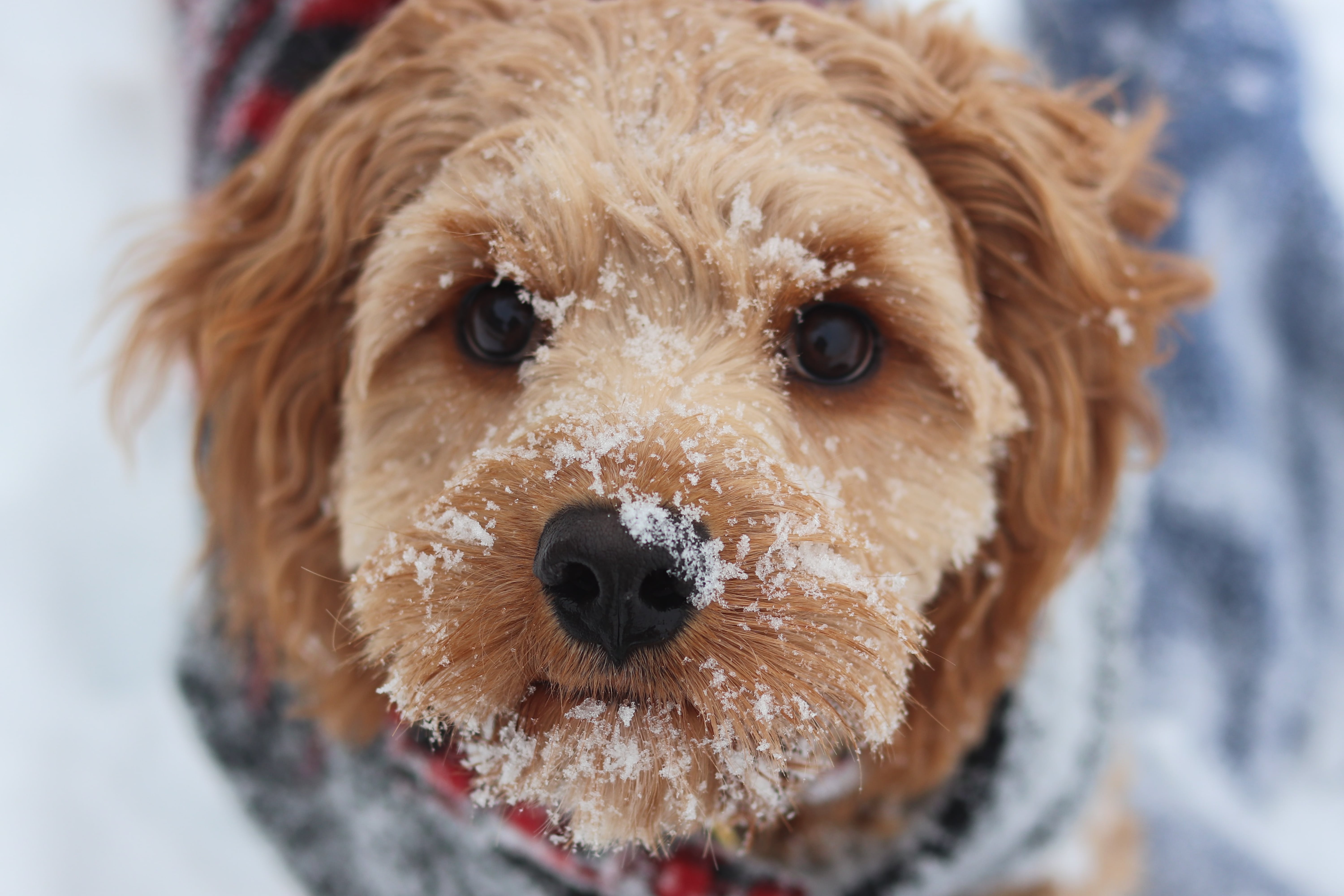 How Can I Tell If My Dog Is Cold? POPSUGAR Pets