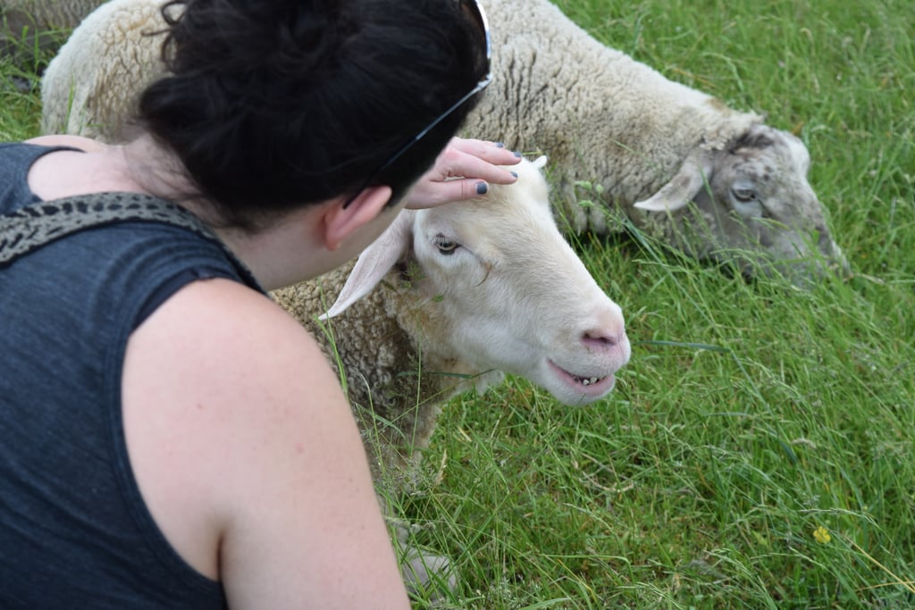 Farm Sanctuary Pictures