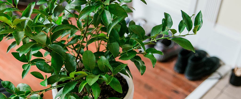 Get Mini Citrus Trees Delivered to Your Doorstep