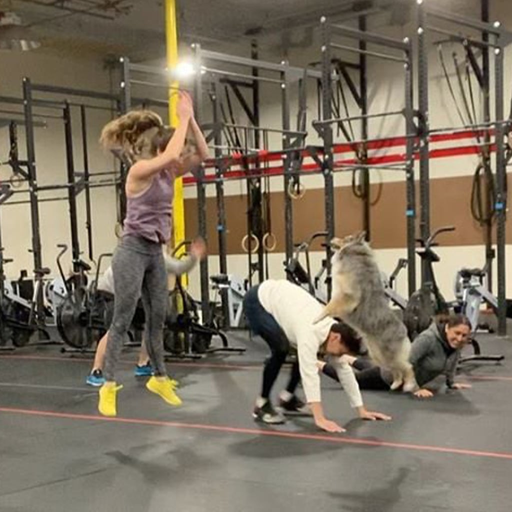 Watch An Australian Shepherd Do Burpees And Wall Stands Popsugar Pets