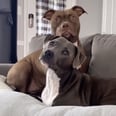 I Can't Stop Laughing at These 2 Dogs Reacting to Their Owner Saying Their Favorite Words