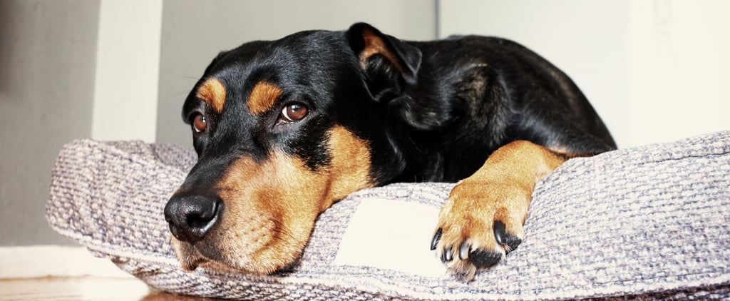 Why Does My Dog Scratch at Their Bed?