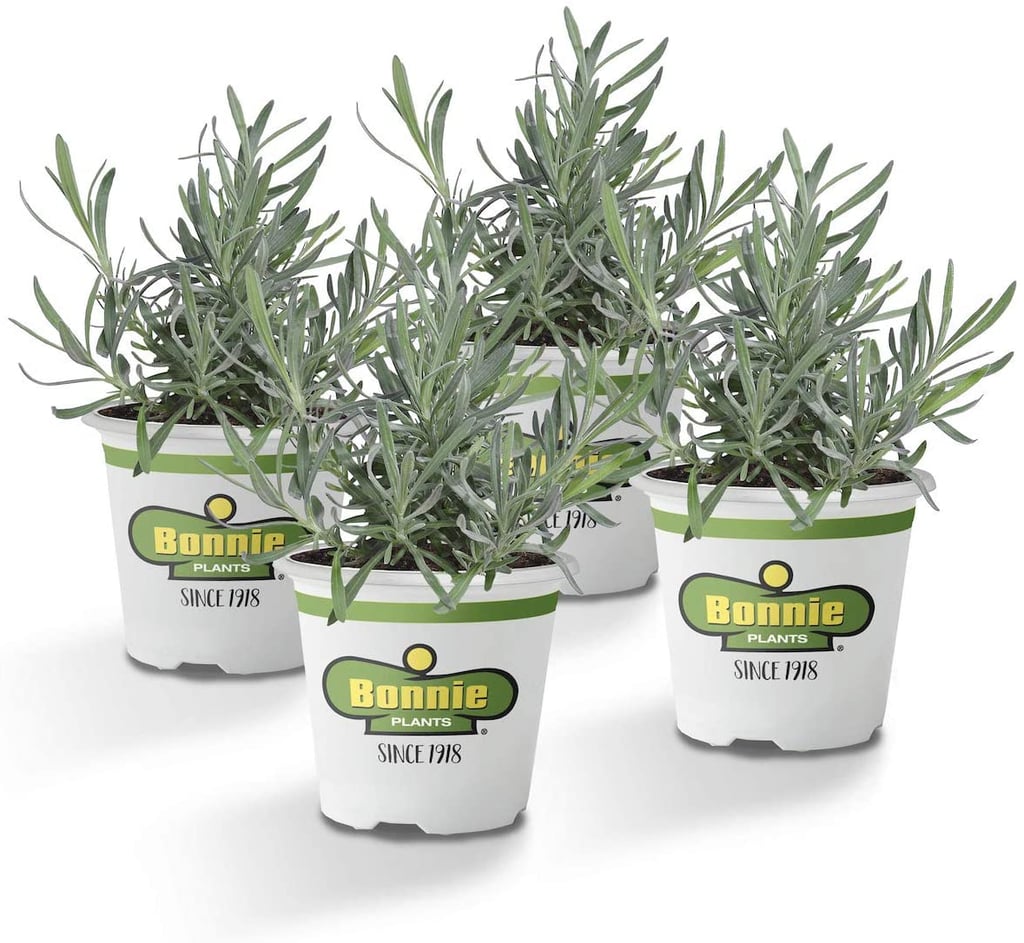 Bonnie Plants Lavender Live Plants (4-Pack)