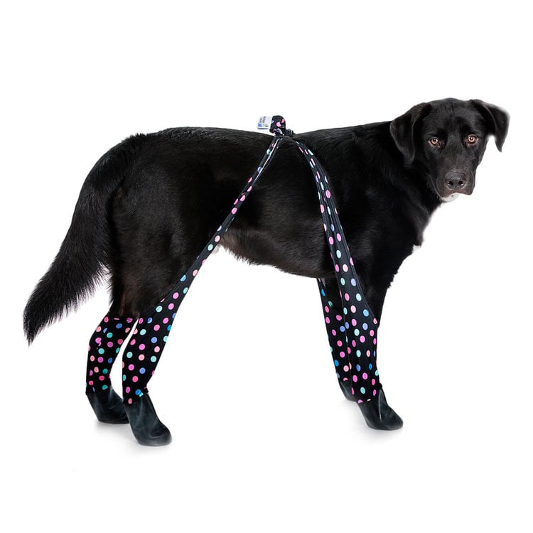 Walkee Paws' Are The First Leggings For Dogs