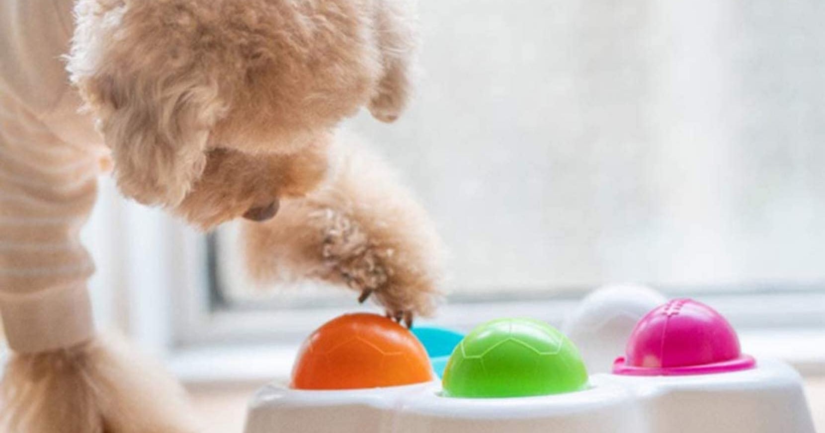 The 15 Best Dog Puzzle Toys POPSUGAR Pets