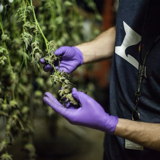 Personal Essay on Pot Tourism in Colorado