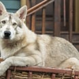 Why Outlander's Rollo Is Not the Irish Wolfhound You Pictured From the Books
