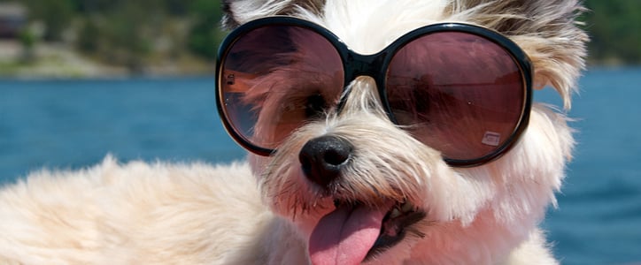 Pictures of Dogs Wearing Sunglasses