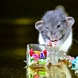 Really Cute Animal Pictures Popsugar Pets