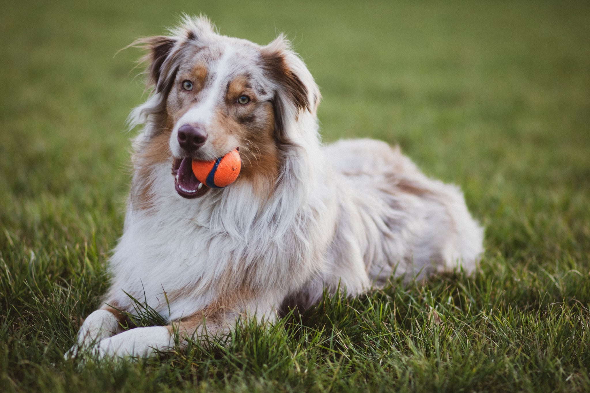 Dogs Cats And Other Pets 40 Adorable Aussies Who Will Make Your Heart Skip A Beat Popsugar Pets Photo 25