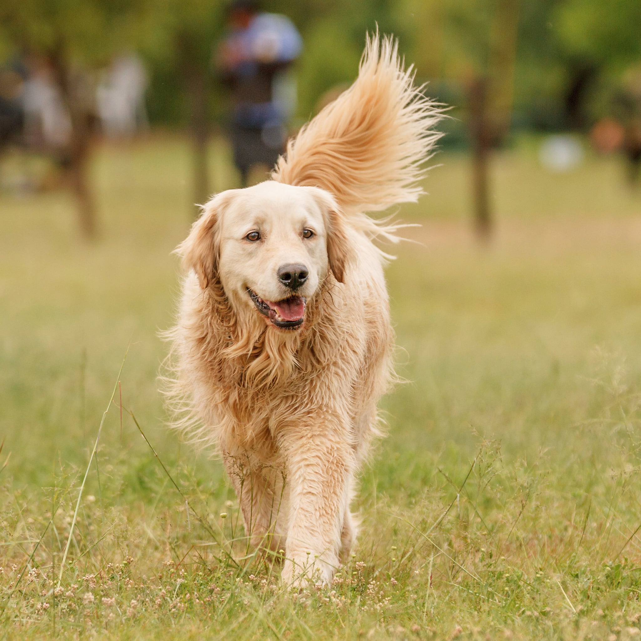 can golden retrievers have white on them