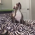 Please Stop What You're Doing to Watch This Adorable Dog "Sing" to His Favorite Song