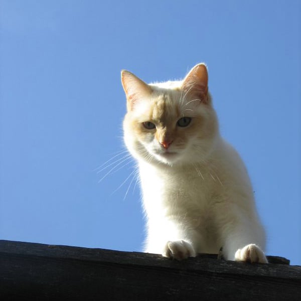 Pictures of Cute Cats on Roofs POPSUGAR Pets
