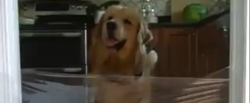 People Pranking Their Dogs in the #InvisibleChallenge Will Put a Smile on Your Face