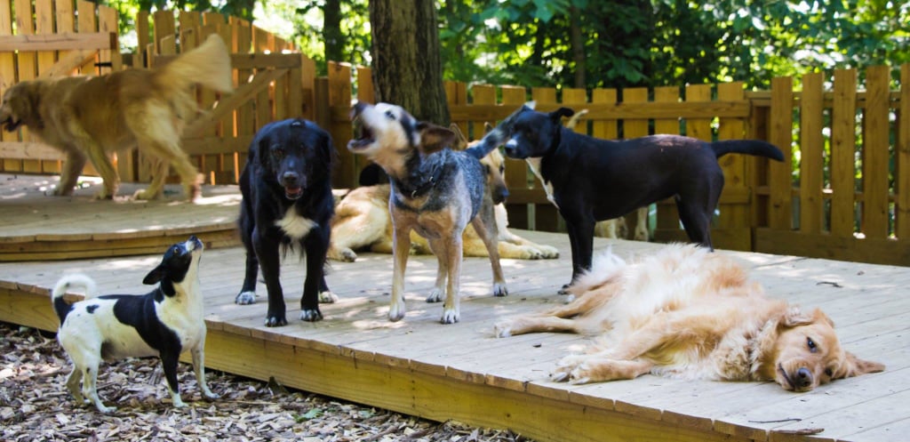 Old Friends Senior Dog Sanctuary Facebook Page