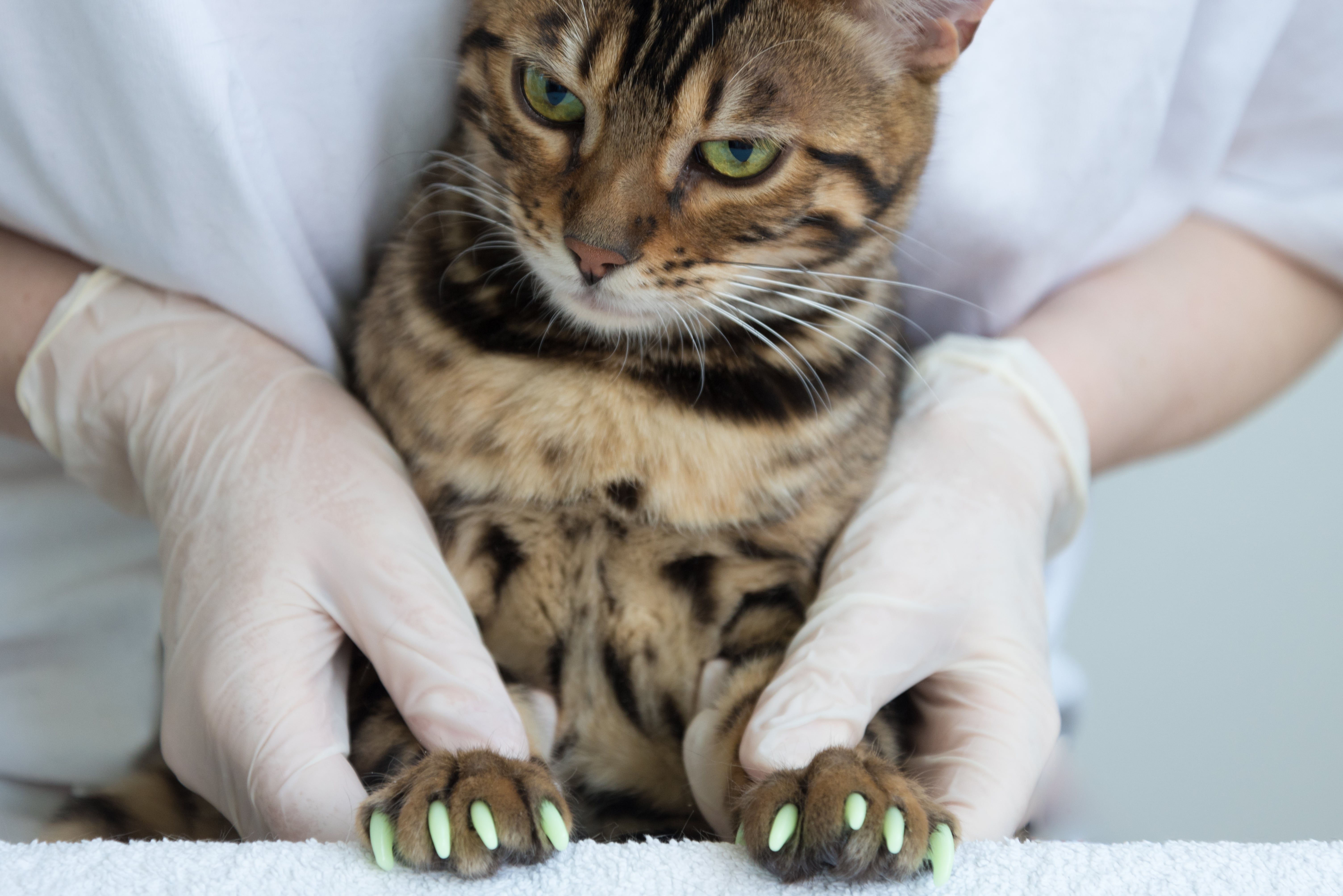 Are Claw Caps Safe for Cats? POPSUGAR Pets