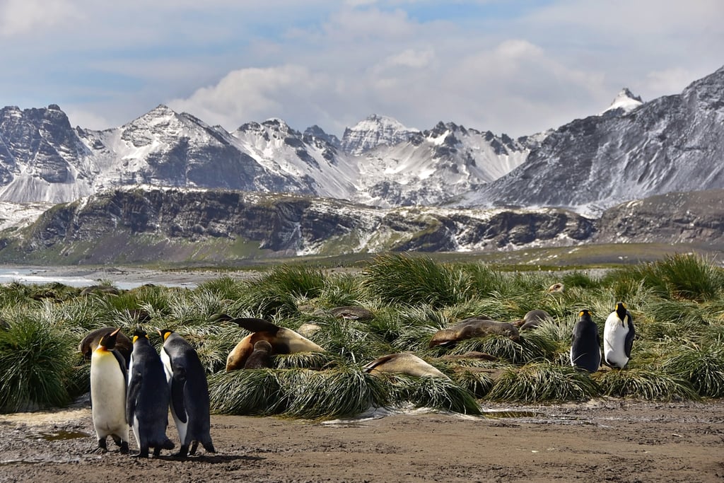 Antarctica King Penguins