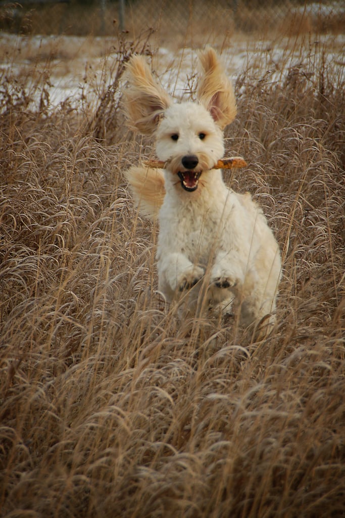 Cute Pictures of Goldendoodles