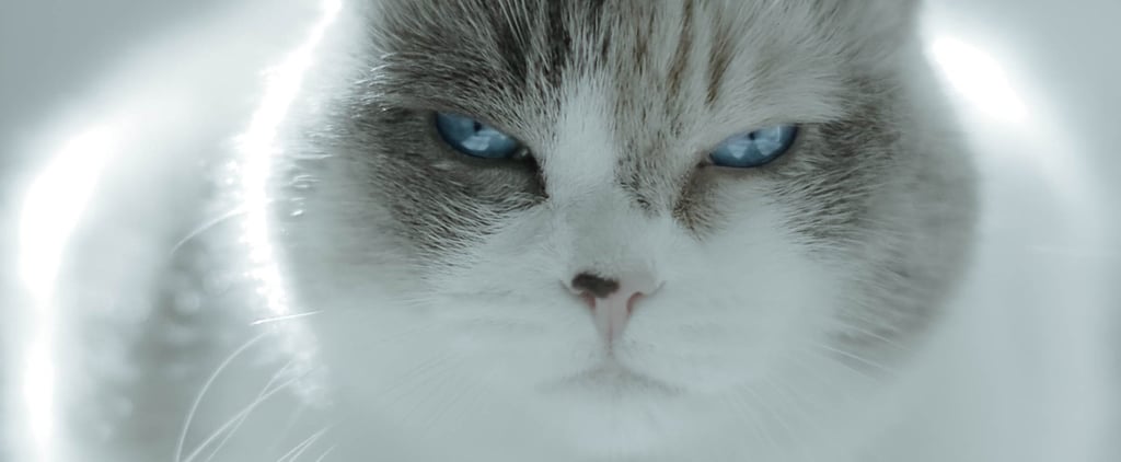 Pictures of Cats Making Judging Faces