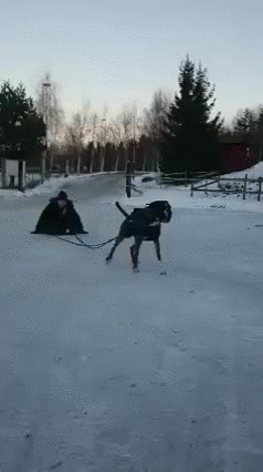 Cute Dog GIFs