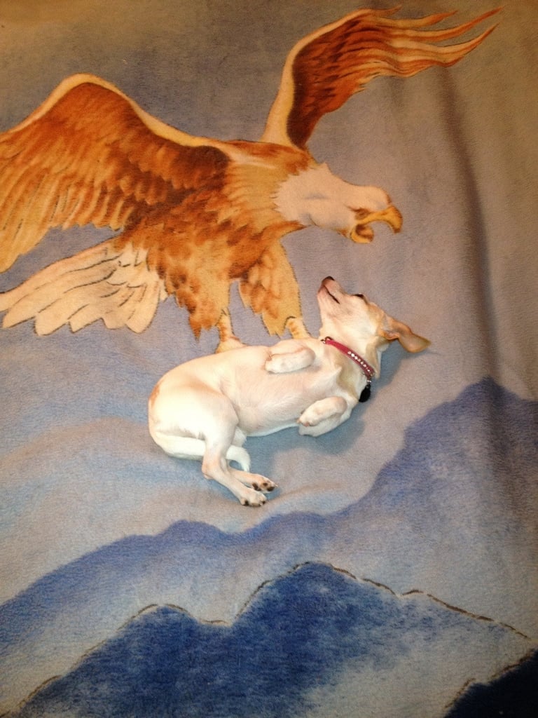 "Dog lay just right on my new blanket."
Source: Reddit user undonk2013 via Imgur