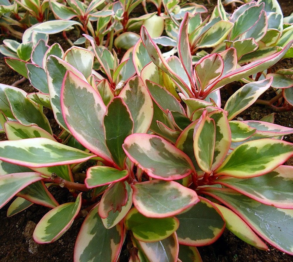 Peperomia