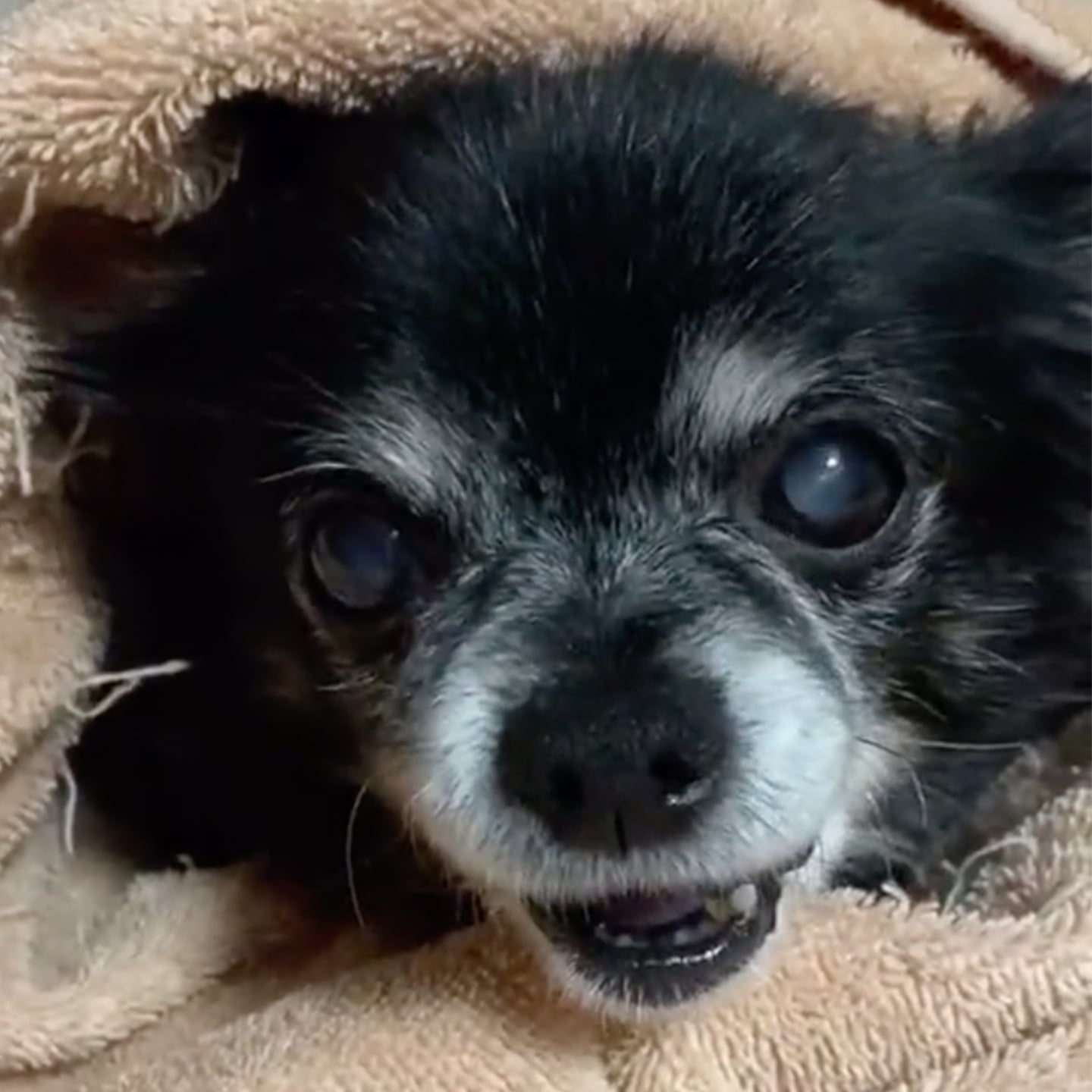 This Dog On Tiktok Makes Very Weird Noises Videos Popsugar Pets