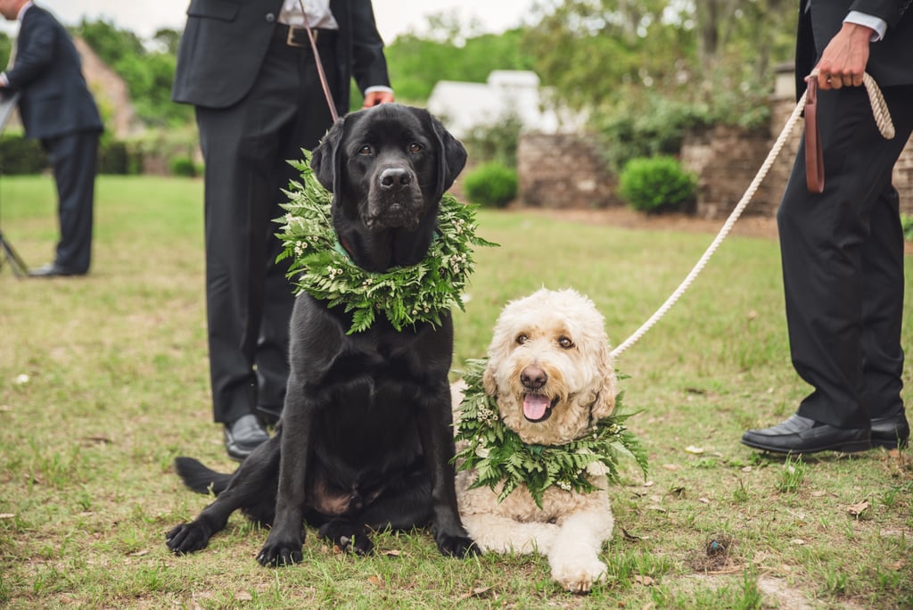 Dogs in Weddings