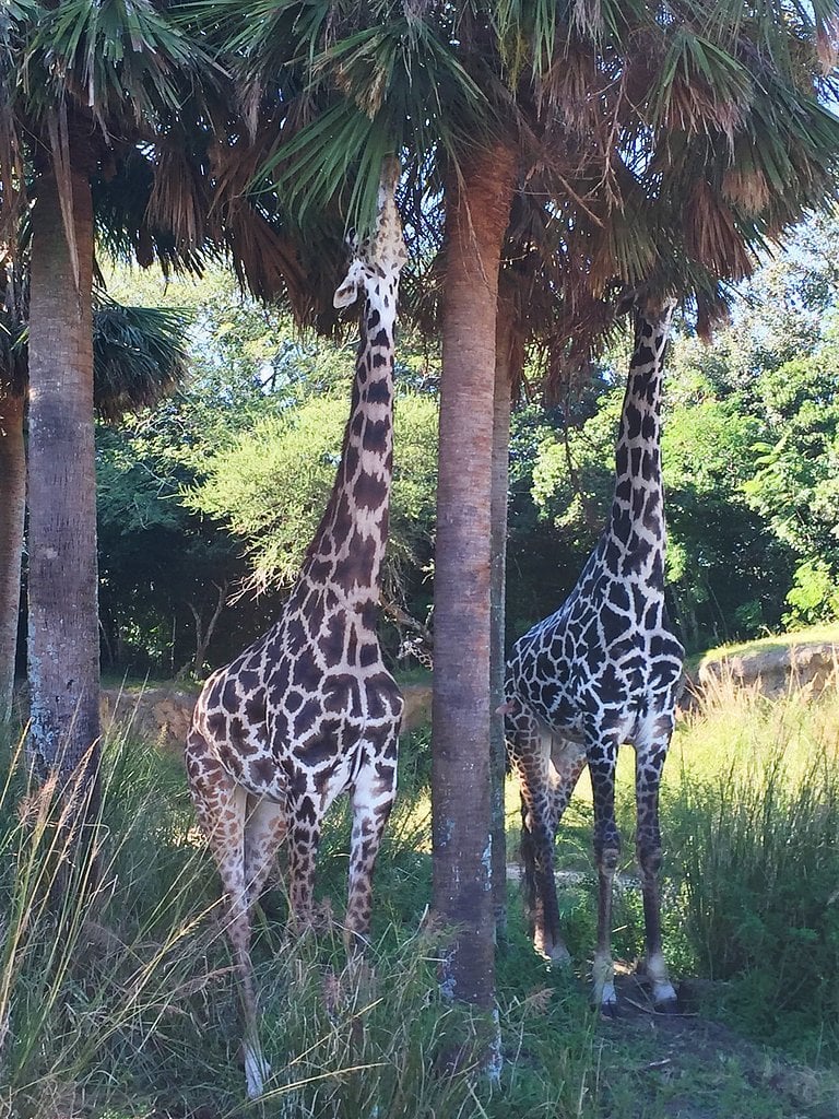 Go on a Kilimanjaro Safari in Walt Disney World. Go on a Kilimanjaro Safari in Walt Disney World.