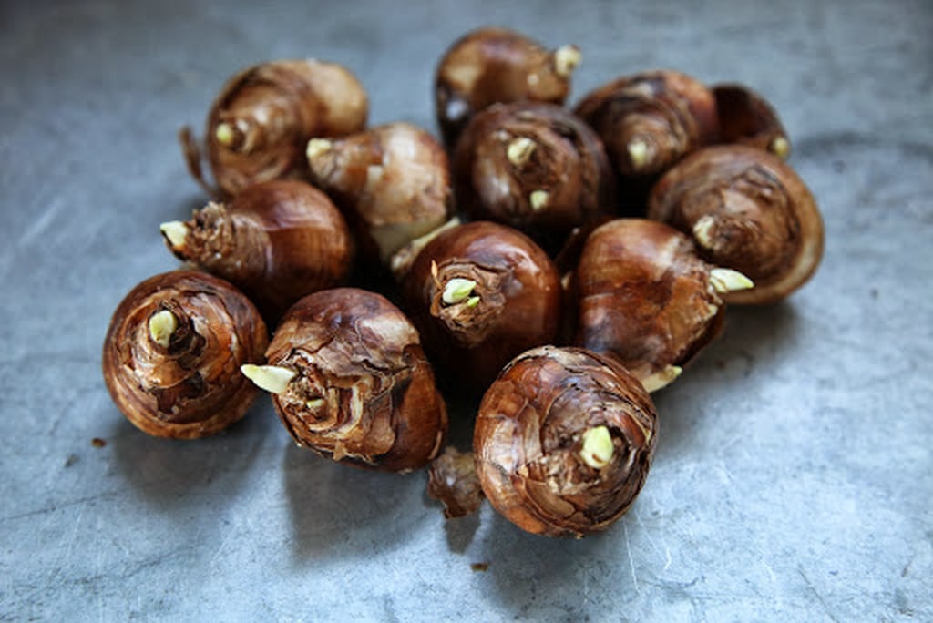 How to Force Flower Bulbs POPSUGAR Home