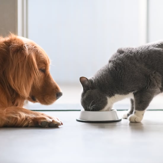 How Often to Wash Your Dog or Cat's Bowls