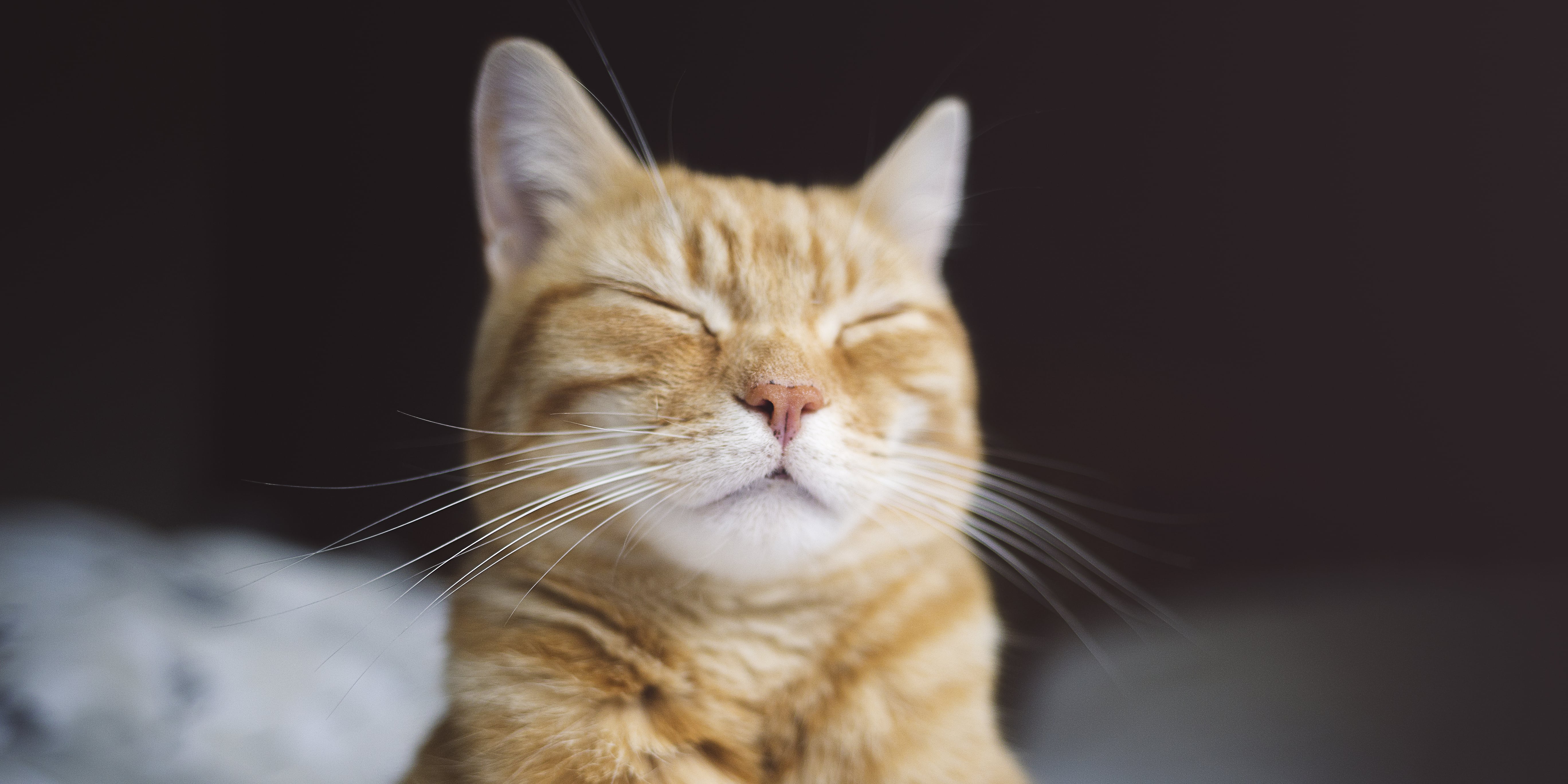 Is It Normal For Cats to Shed Their Whiskers? POPSUGAR Pets