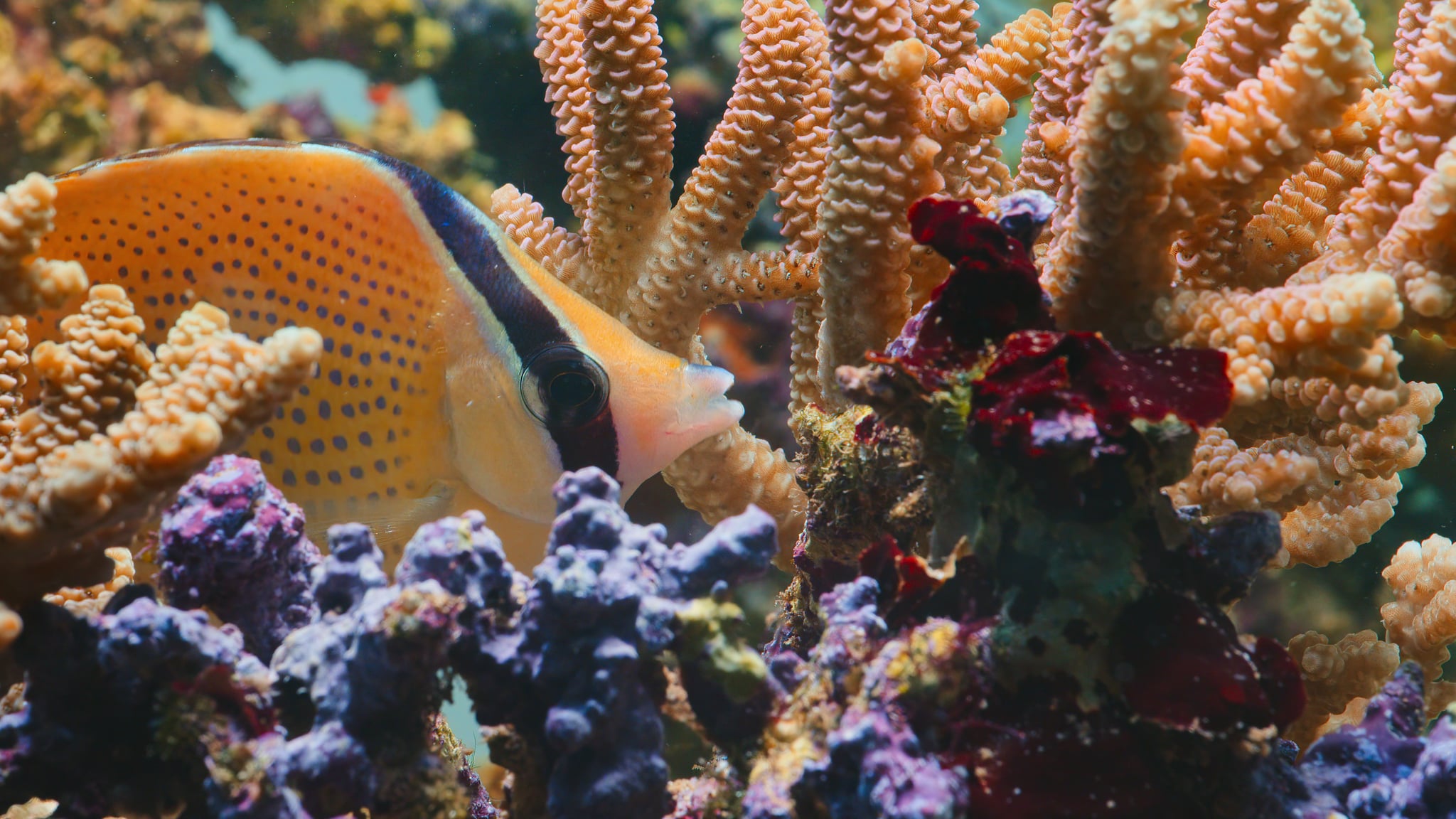 Puff: Wonders of the Reef | 7 New Netflix Documentaries to Binge This  December After You&#39;re Done With Holiday Movies | POPSUGAR Entertainment  Photo 6