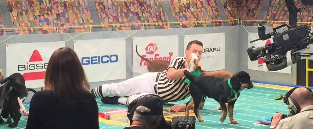 Behind the Scenes at the Puppy Bowl