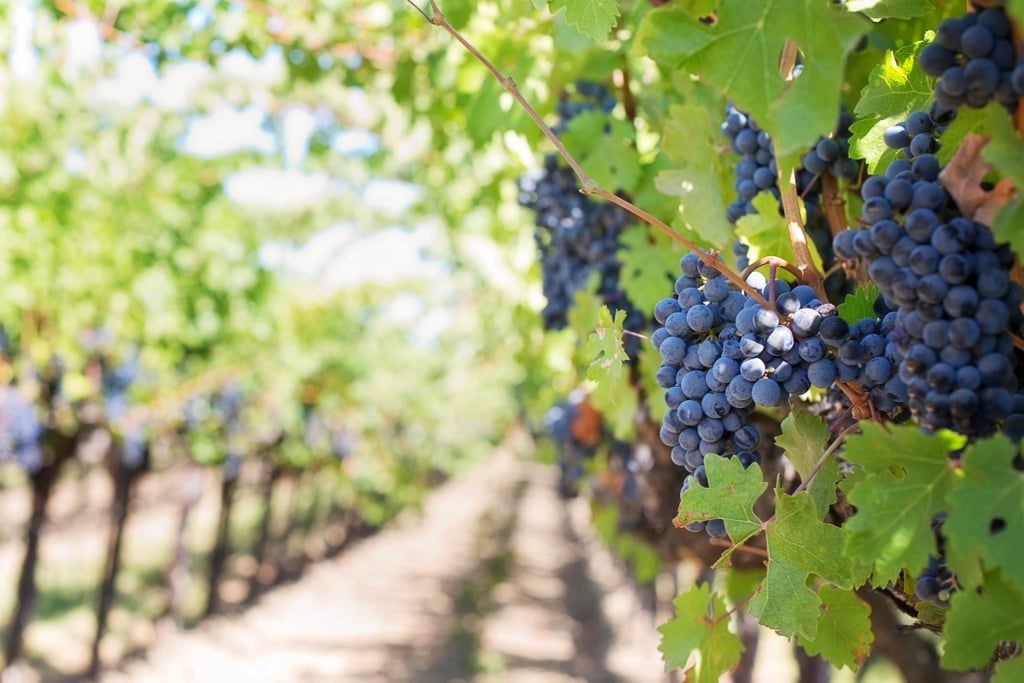 Go grape stomping at a vineyard. Go grape stomping at a vineyard.