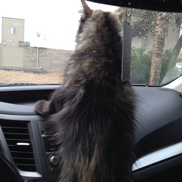 When you are trapped in a fur coat, in this heat, then you can judge me.
Source: Instagram user kittykatdeee
