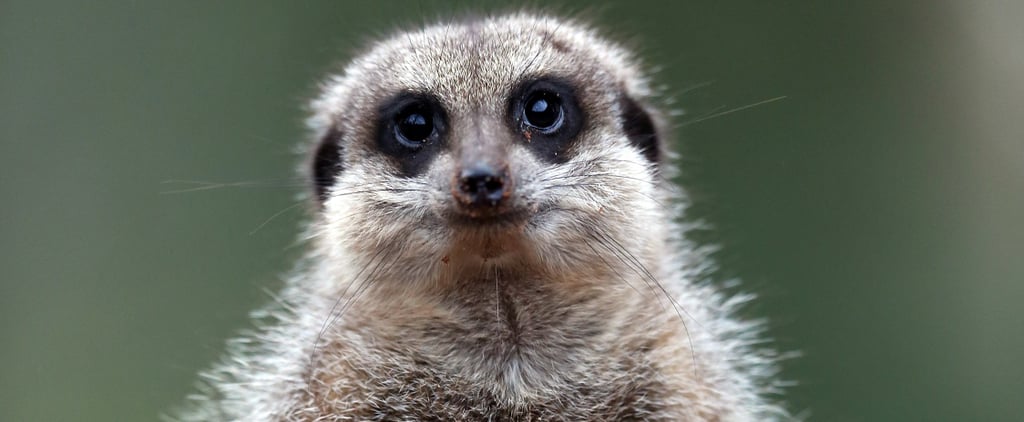 Meerkats Eat Cockroaches Named After Exes on Valentine's Day