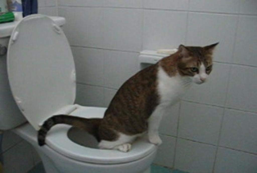 Shark tank kitty potty top