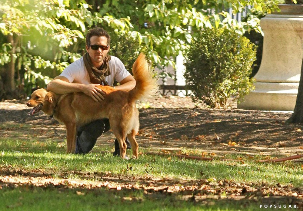 Ryan Reynolds leaned on his pal, Baxter, during a walk in Boston in September 2011.