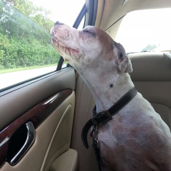 Viral Photo of Dog's Last Car Ride