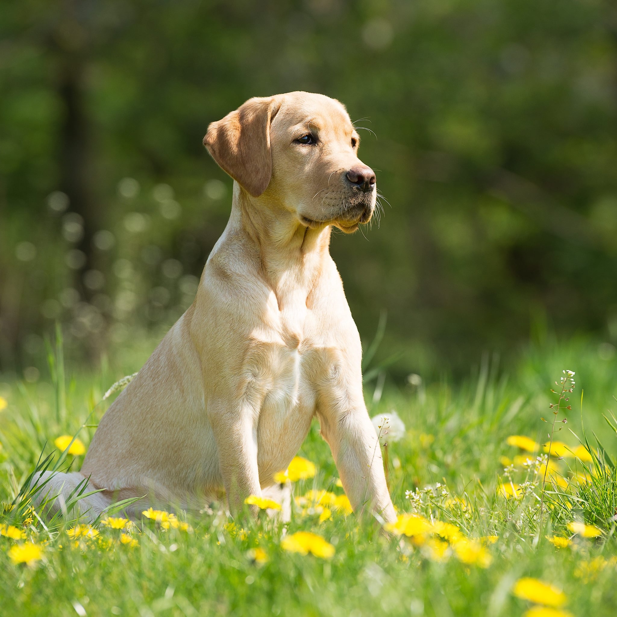 Summer Wildflowers Toxic To Cats And Dogs Popsugar Pets