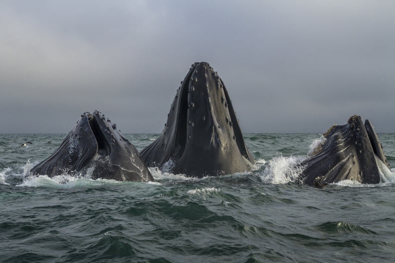 Humpback whales feeding as a pod off the coast of Monterey, CA.