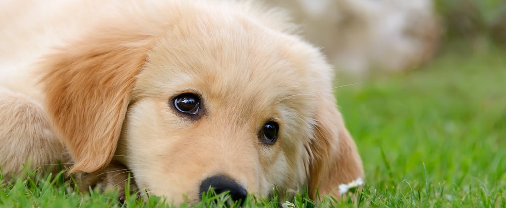 Abandoned Dog Becomes Service Dog For Boy With Special Needs
