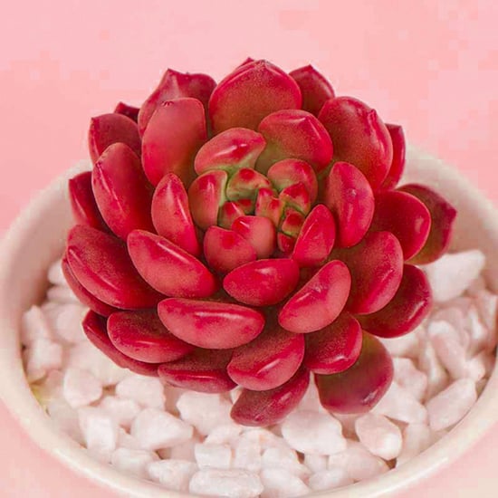 Color-Changing Succulent From Etsy Turns Pink in the Sun