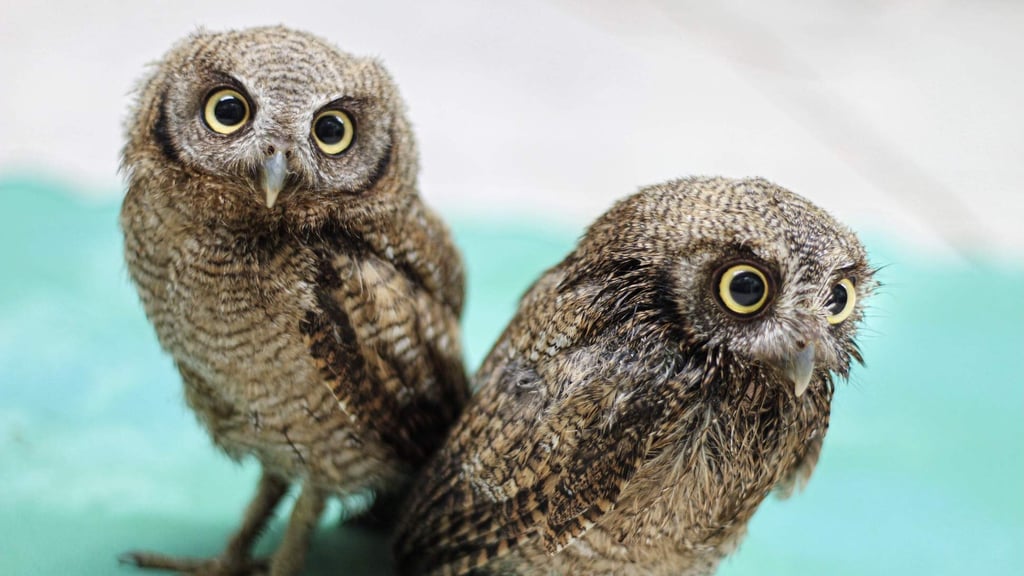 Learn about the mysterious life of owls at the Toucan Rescue Ranch