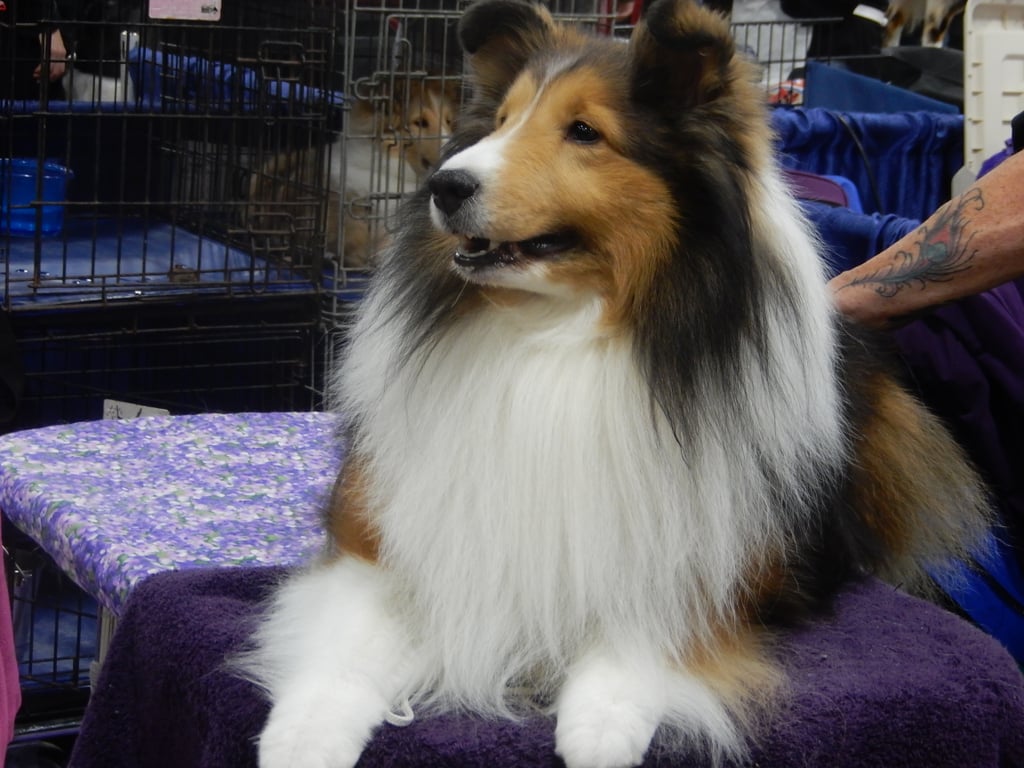 Backstage at the 2015 National Dog Show
